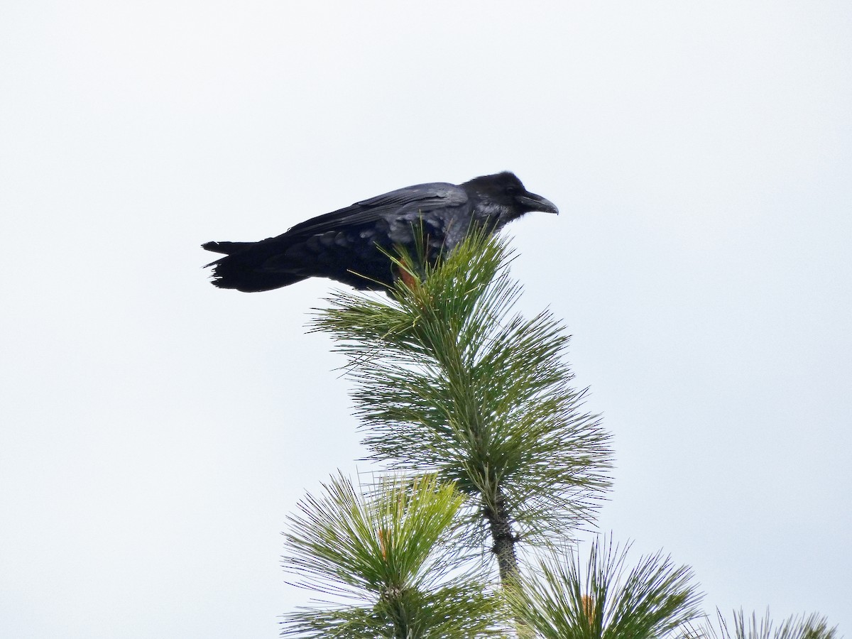 Common Raven - ML159767371