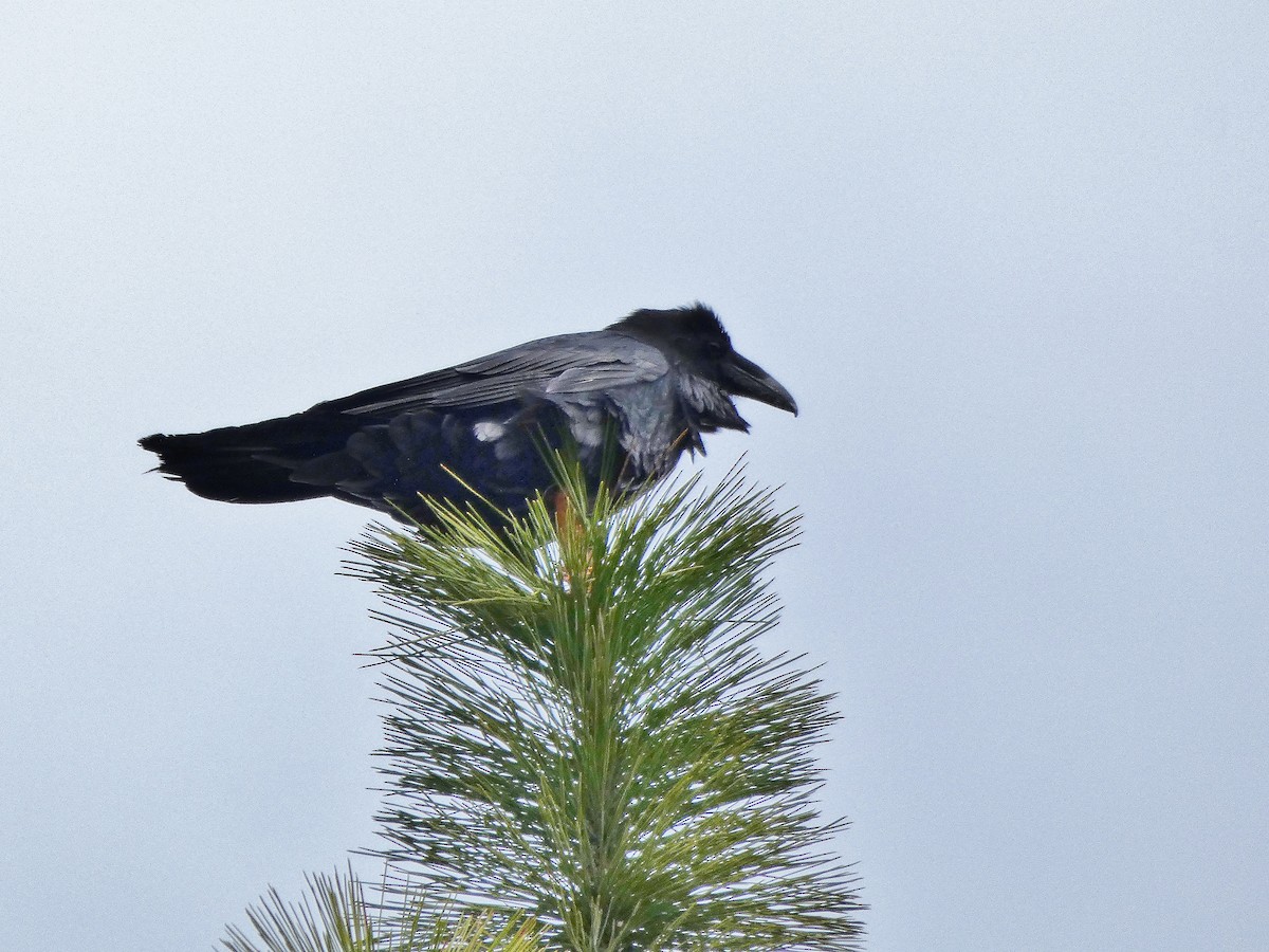 Common Raven - ML159767451