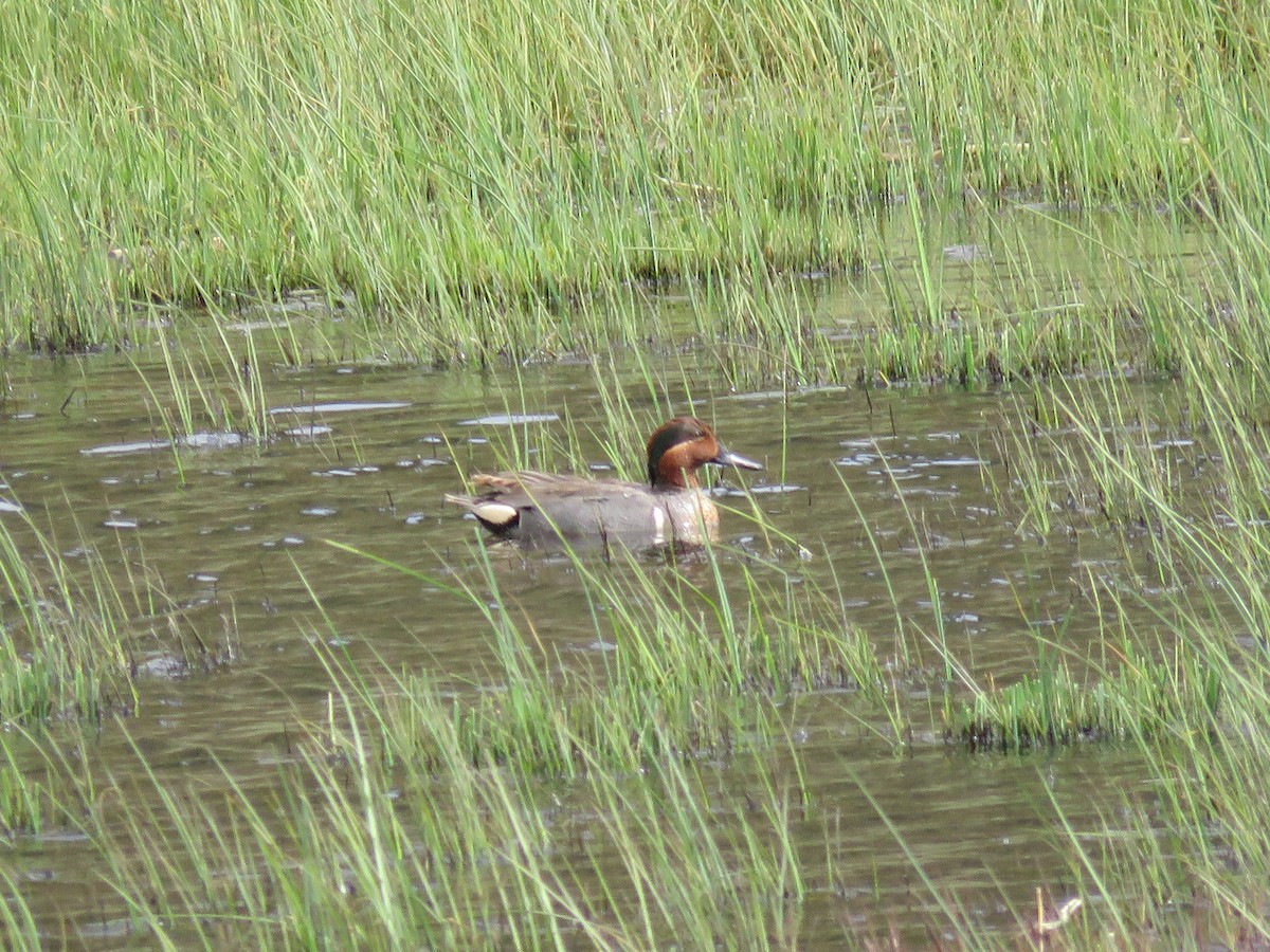 Green-winged Teal (American) - ML159767871