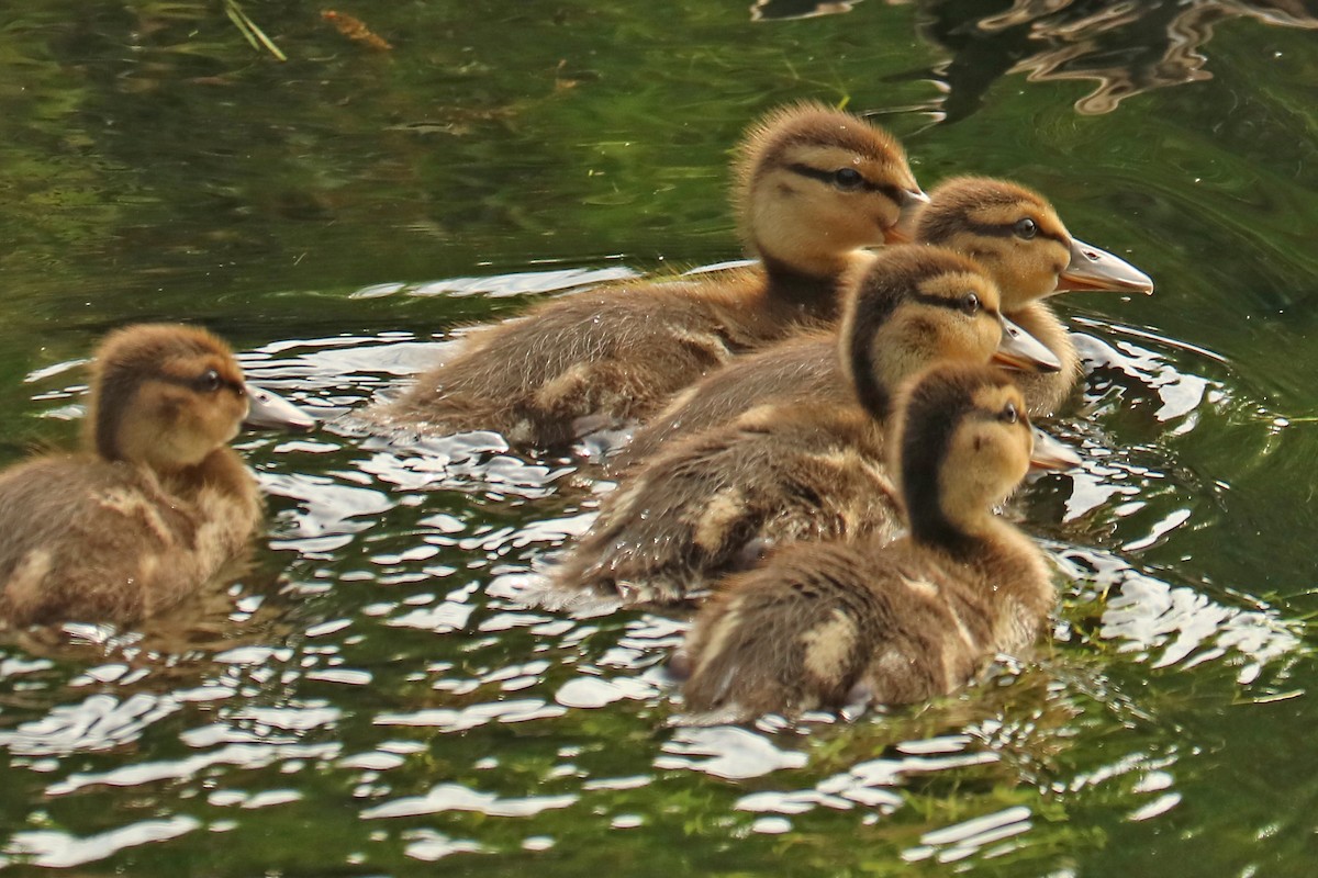Бор нугас - ML159768401