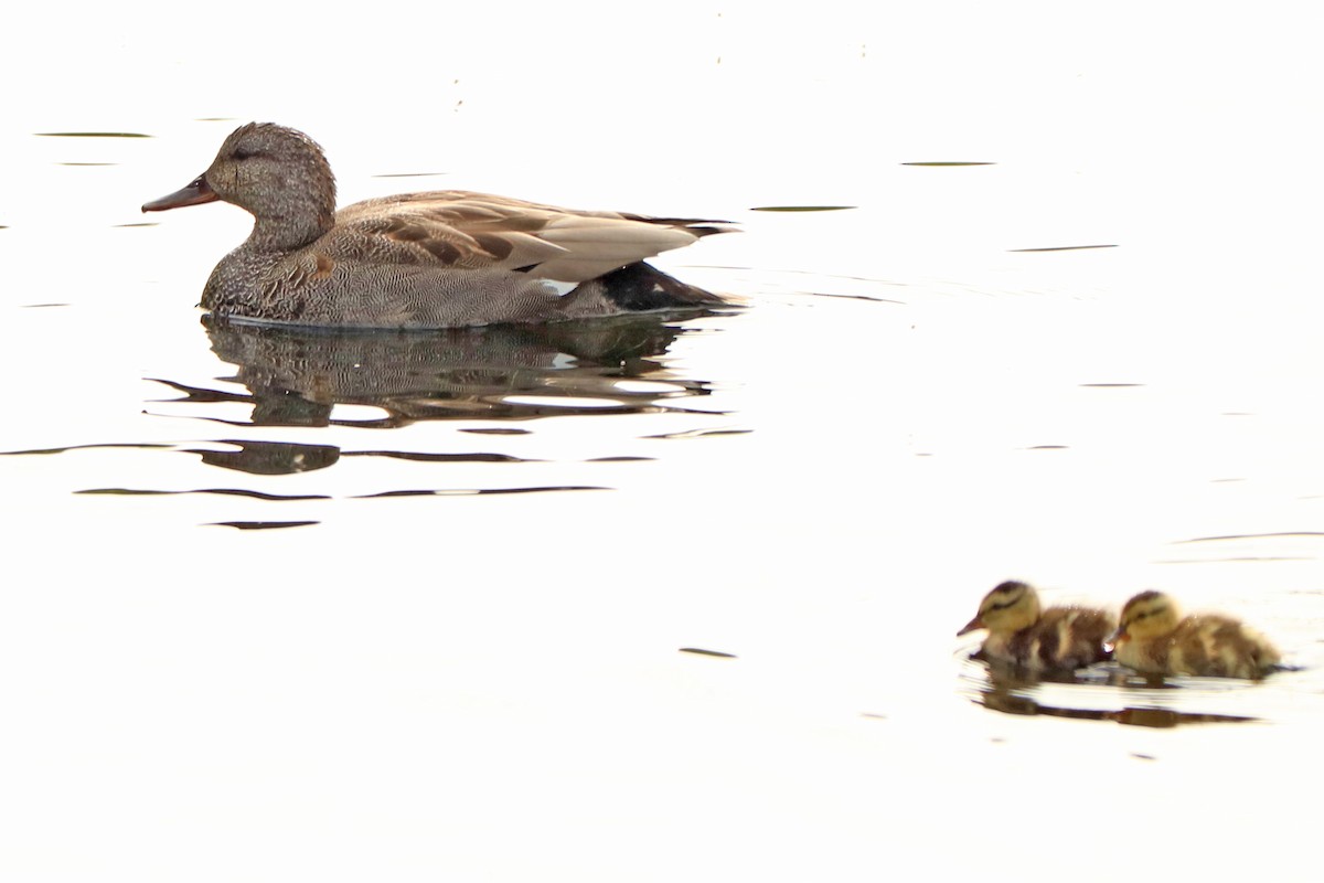 Бор нугас - ML159768411