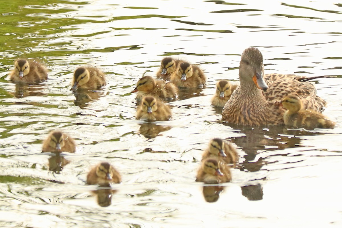 Бор нугас - ML159768421