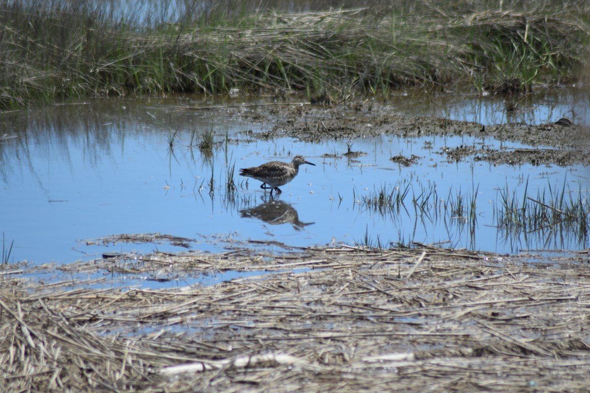 Willet - ML159768481