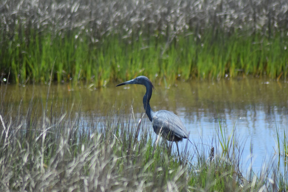 Little Blue x Tricolored Heron (hybrid) - ML159768511