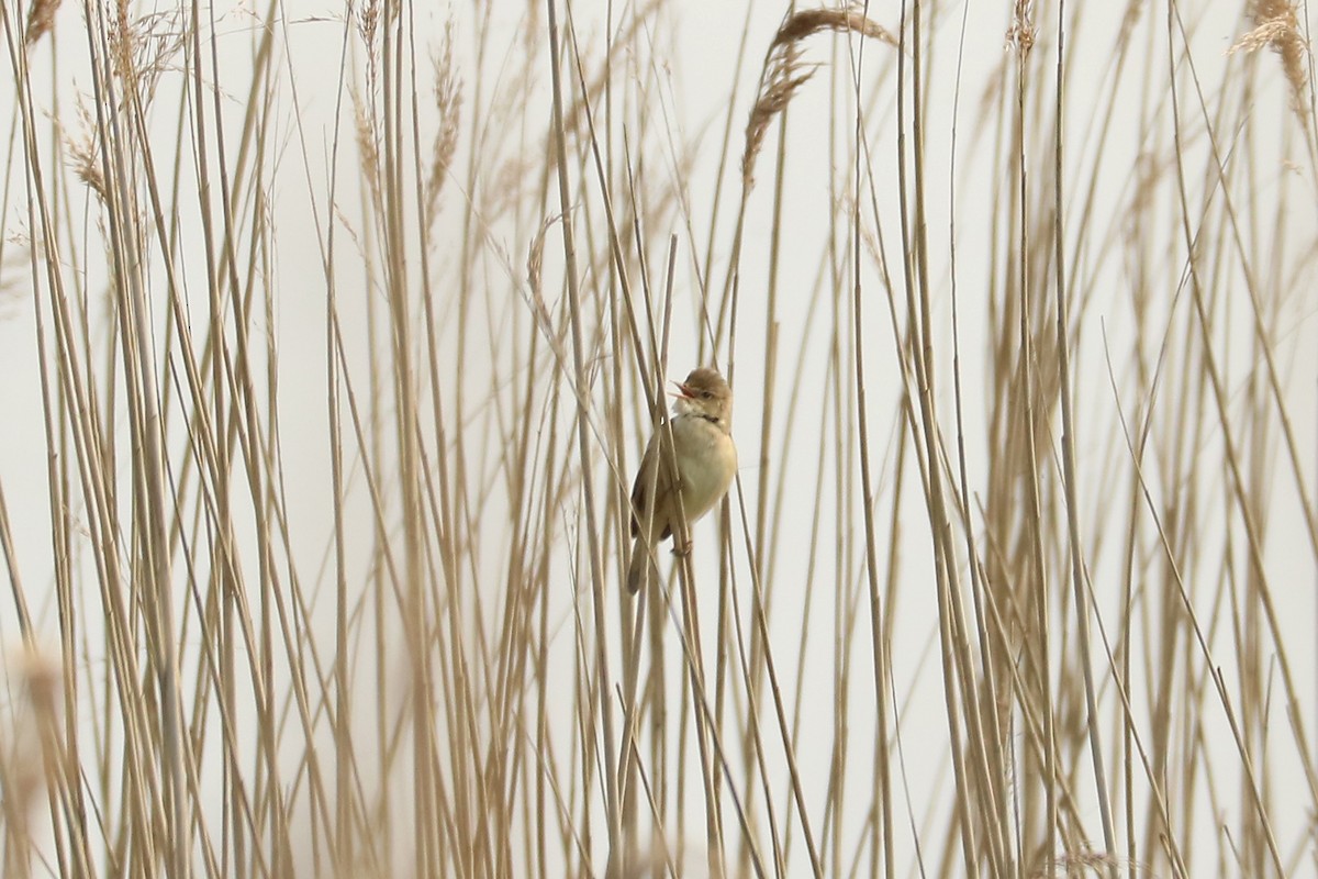 Common Reed Warbler - ML159770001