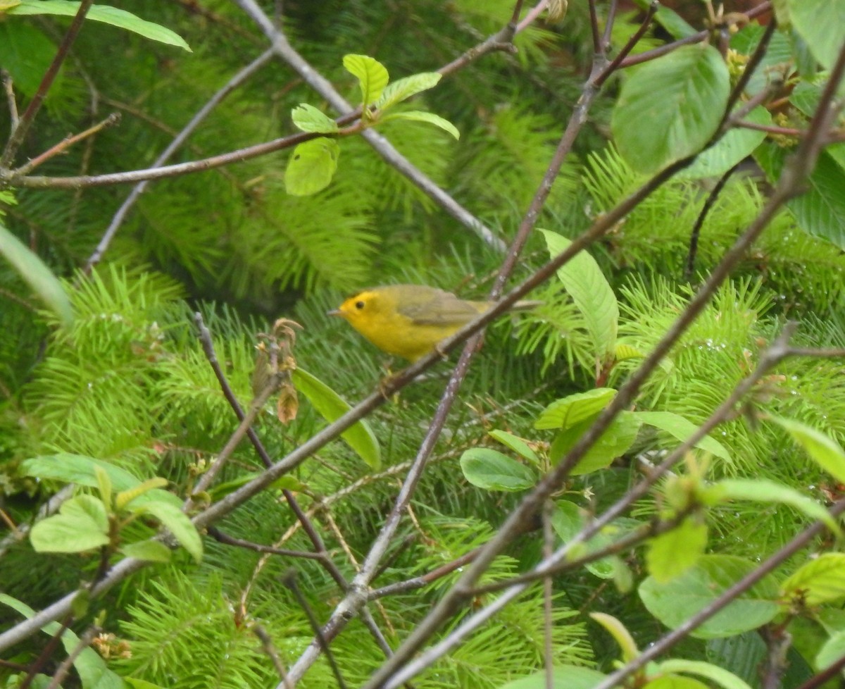 Mönchswaldsänger - ML159770481