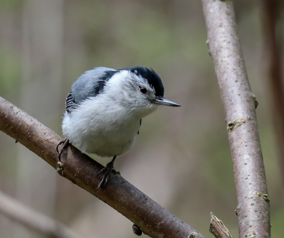 White-breasted Nuthatch - ML159771131