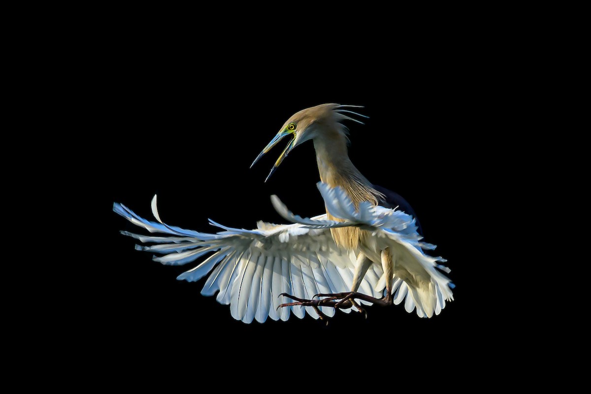 Indian Pond-Heron - ML159774081