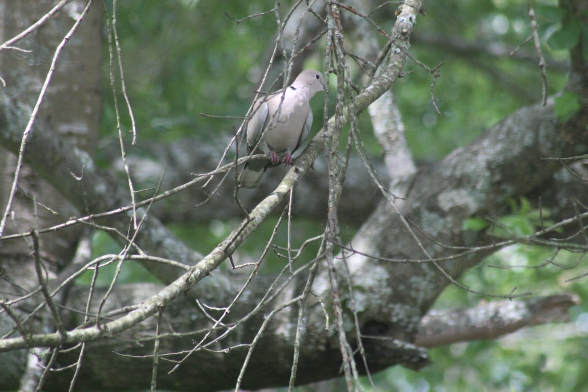Eurasian Collared-Dove - ML159775191