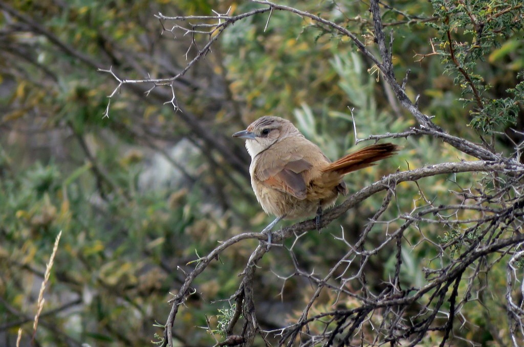 Streak-fronted Thornbird - Diego Carús