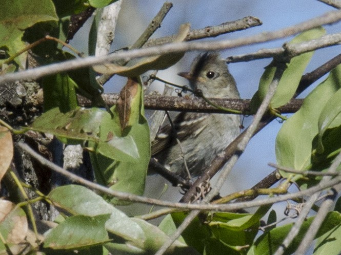 White-crested Elaenia - ML159777051