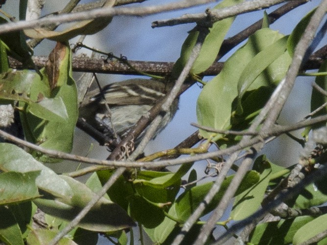 White-crested Elaenia - Ignacio Zapata