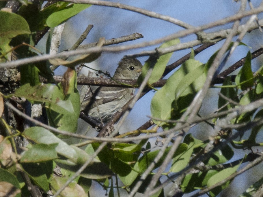 White-crested Elaenia - Ignacio Zapata