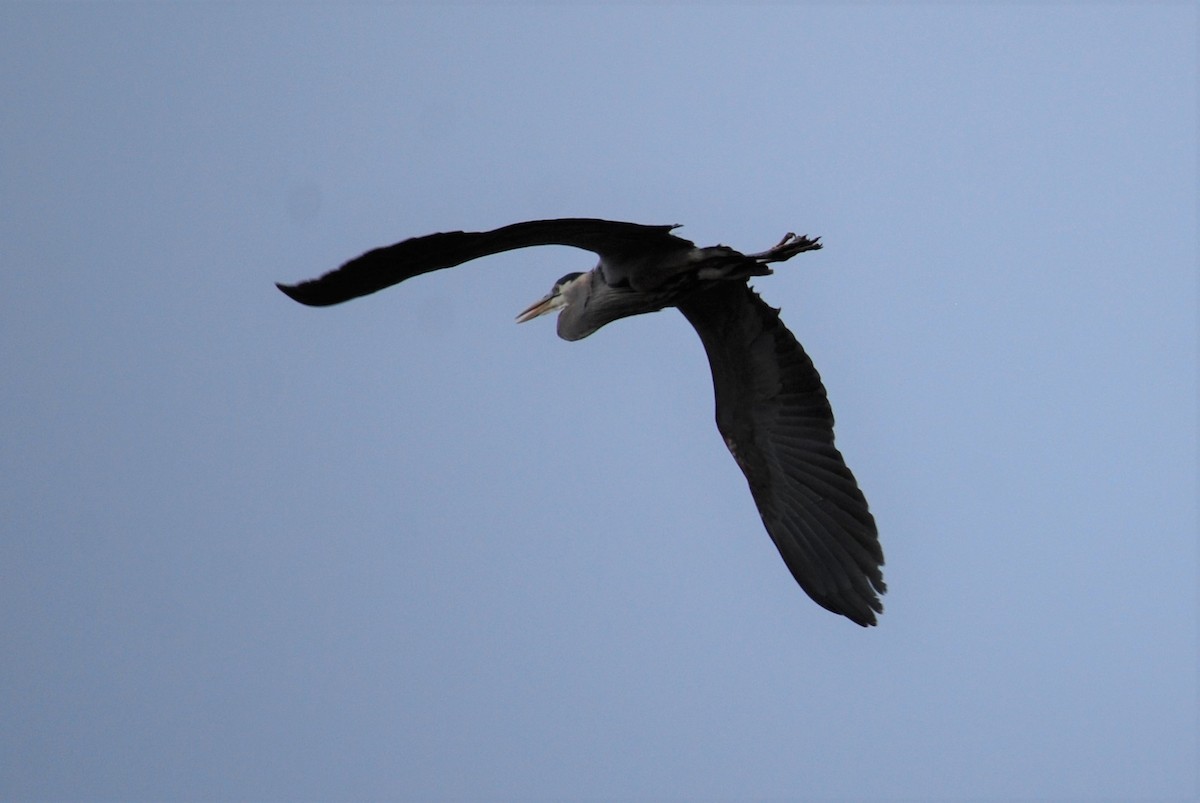 Great Blue Heron - ML159777431