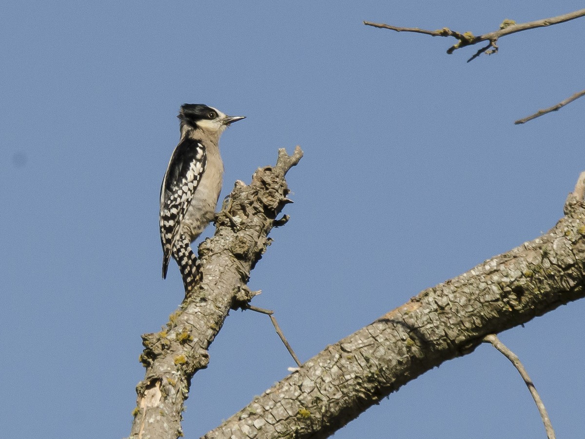 White-fronted Woodpecker - Ignacio Zapata
