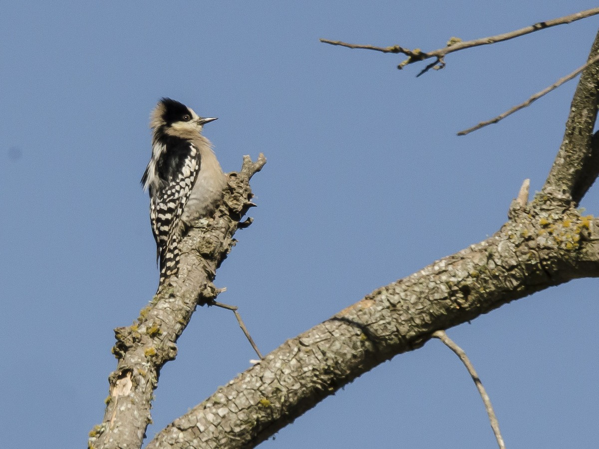 White-fronted Woodpecker - Ignacio Zapata