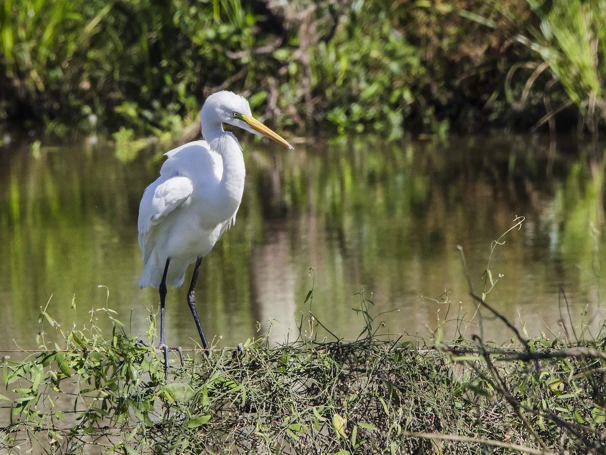 Great Egret - ML159778891