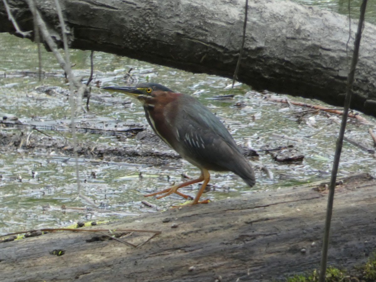 grønnrygghegre - ML159779041