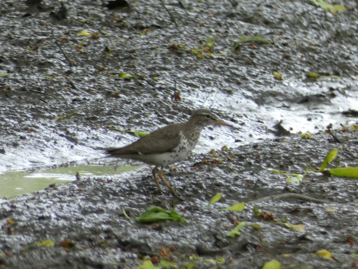 flekksnipe - ML159779061