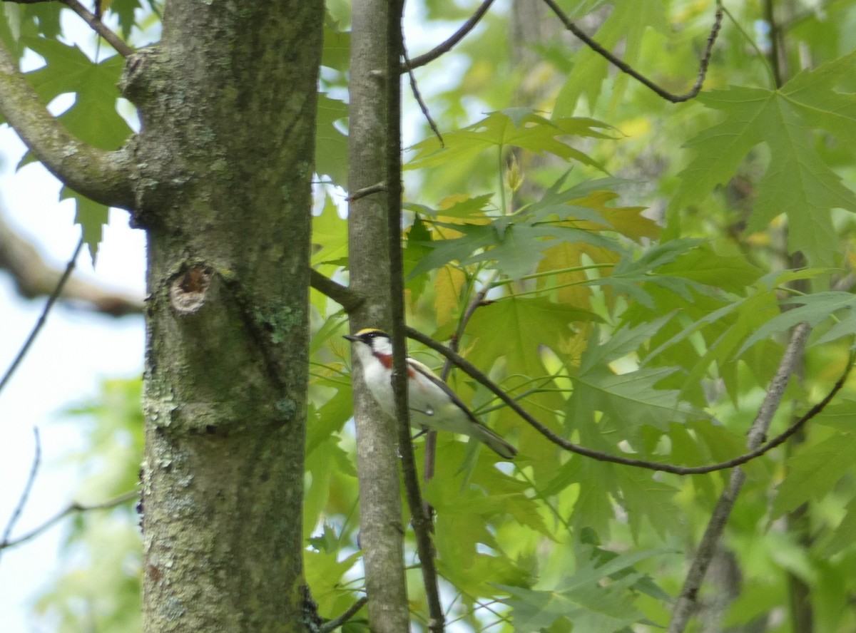 brunsideparula - ML159779111