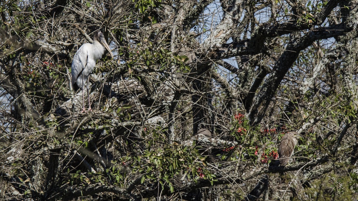 Wood Stork - Ignacio Zapata