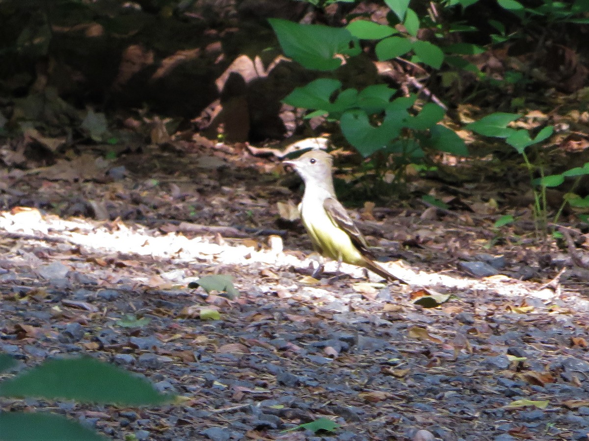 Great Crested Flycatcher - Marti Eisentraut