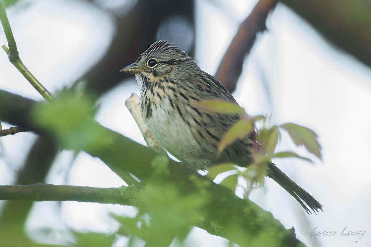 Lincoln's Sparrow - ML159781331