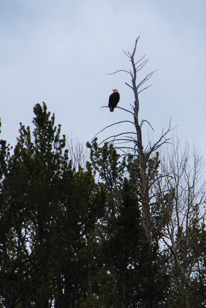 Bald Eagle - Cinnamon Bergeron