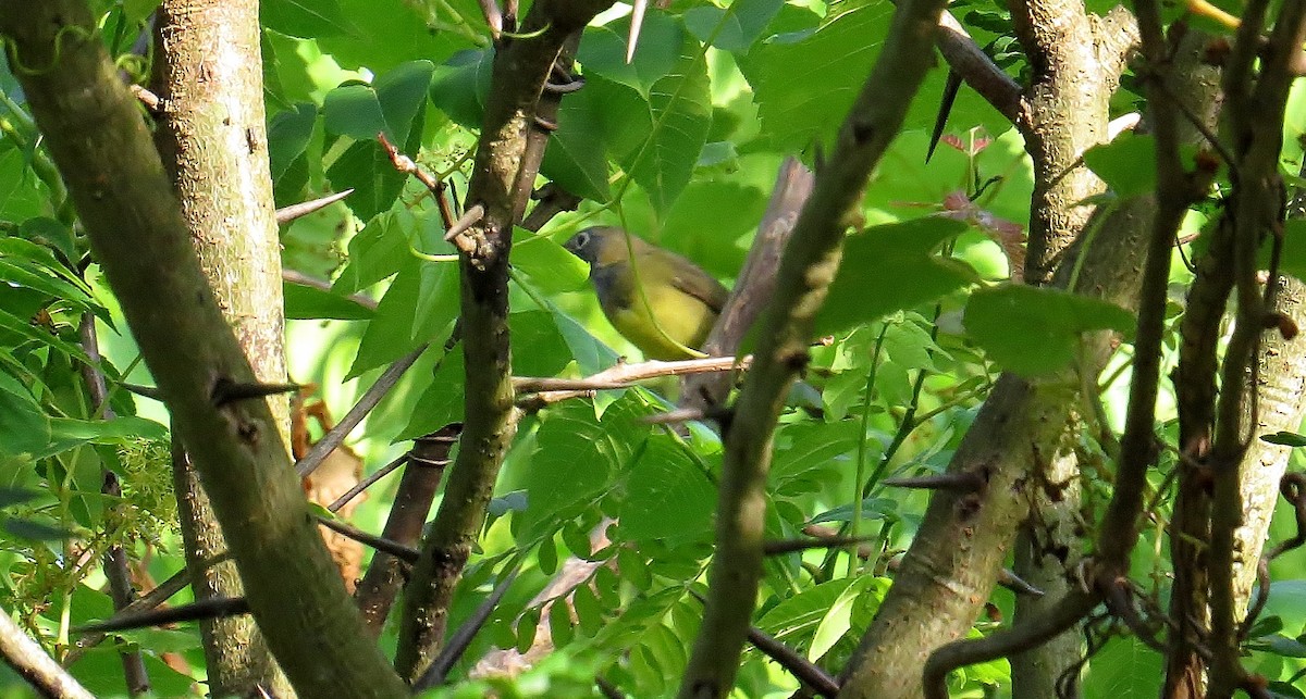 Connecticut Warbler - ML159783401