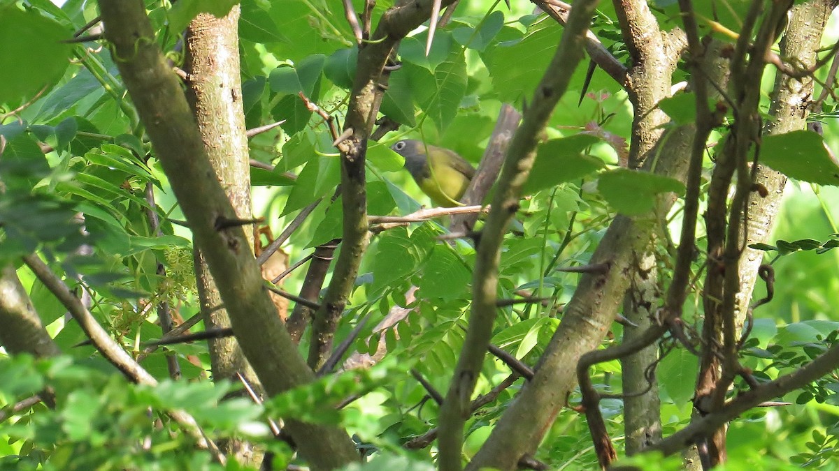 Connecticut Warbler - ML159783411