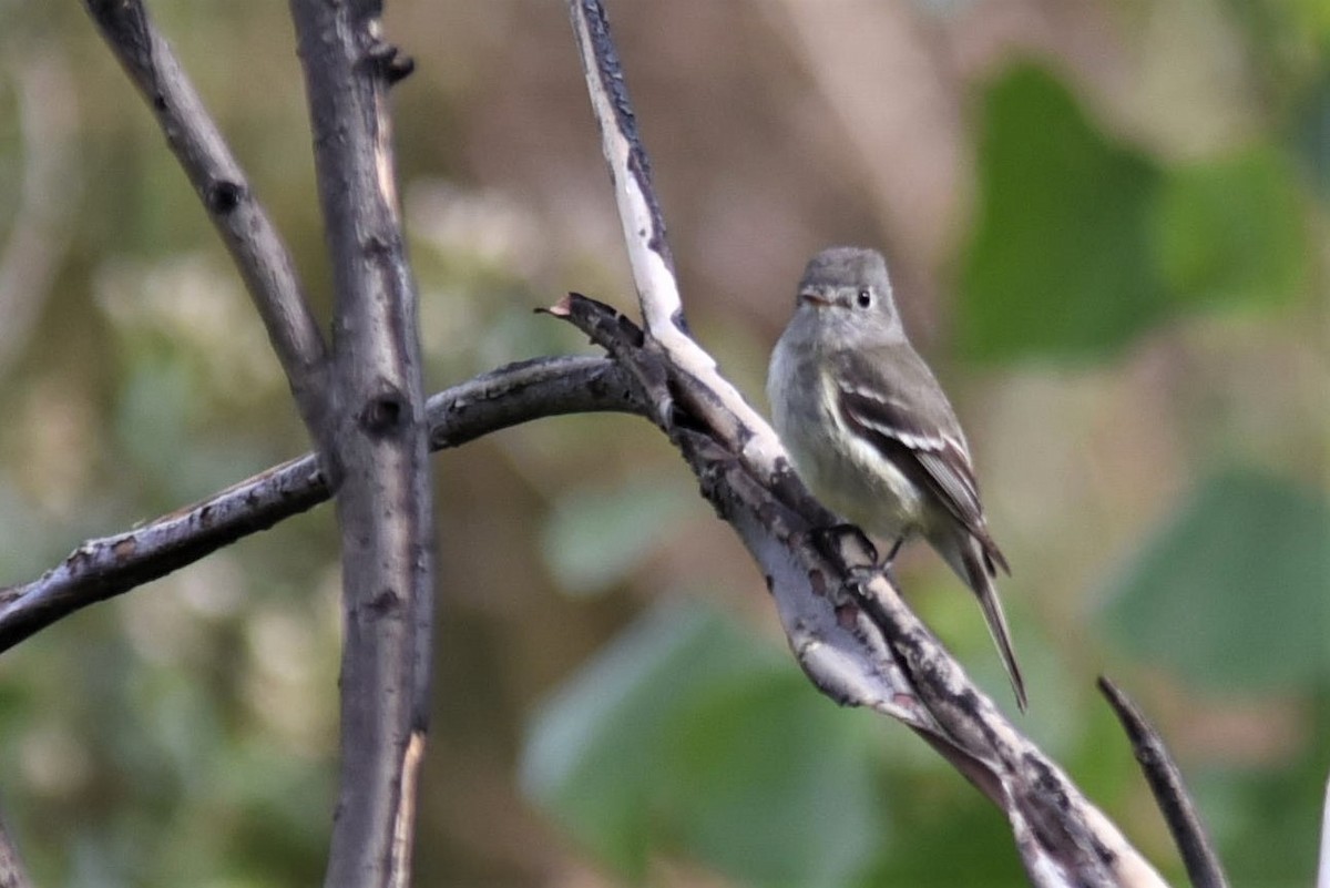 Gray Flycatcher - ML159783731