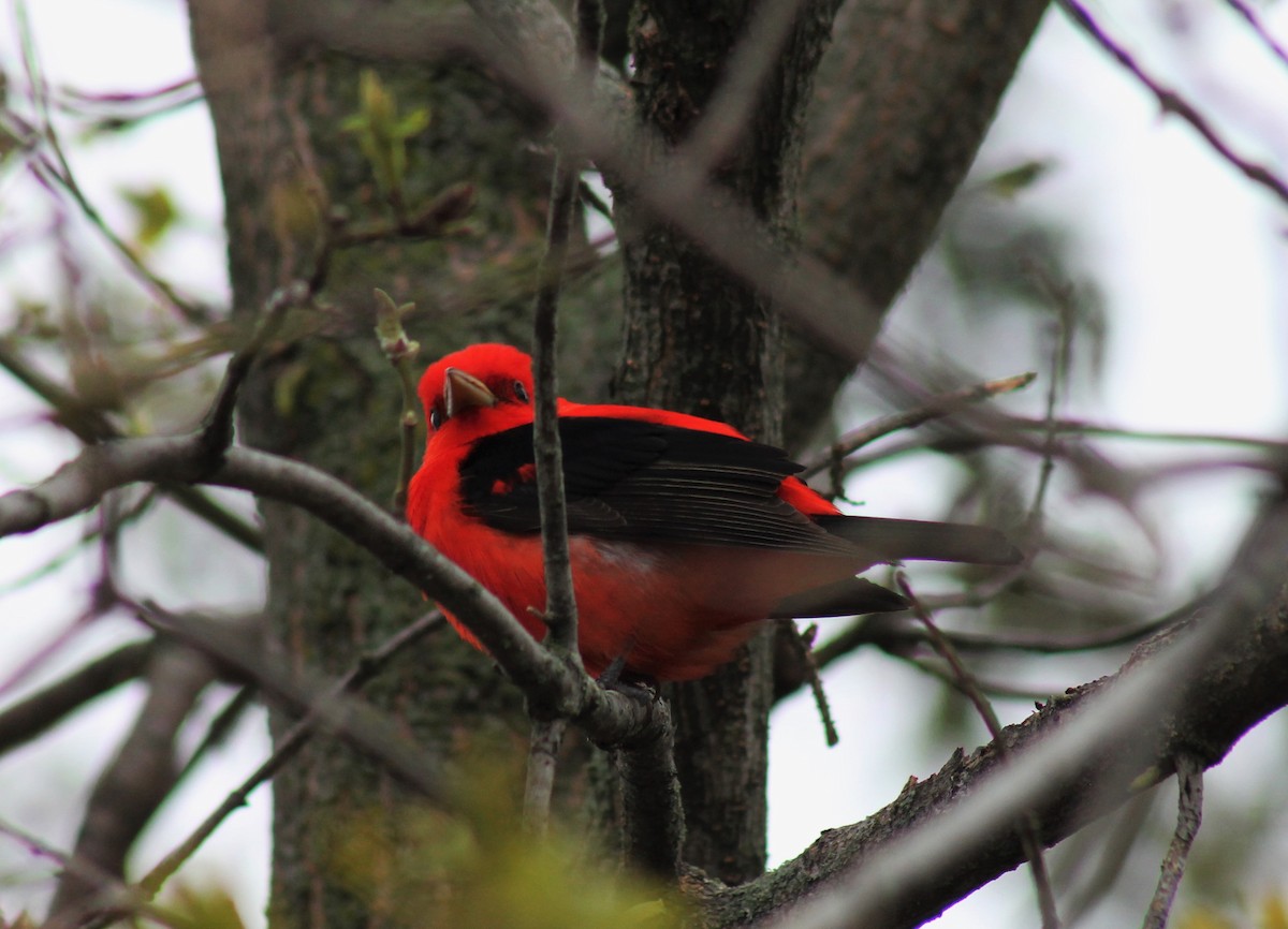 Scarlet Tanager - ML159785341