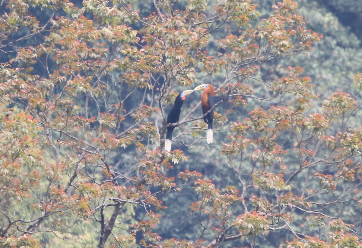 Rufous-necked Hornbill - Bhaarat Vyas