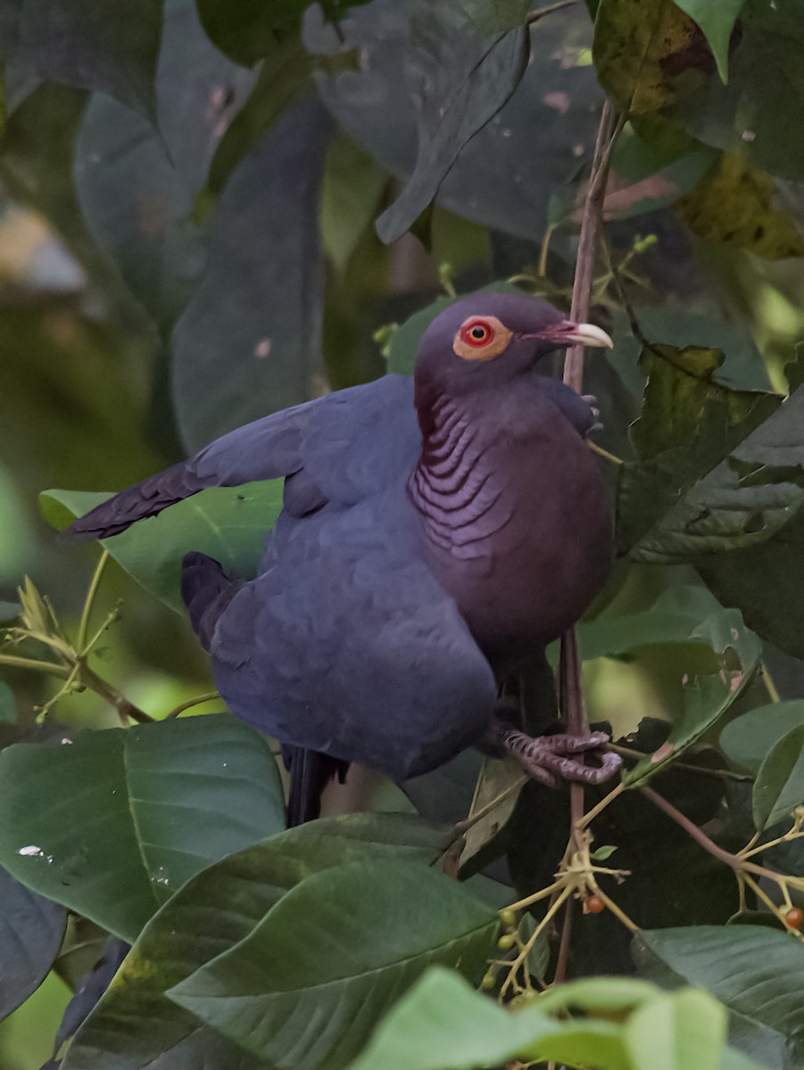 Pigeon à cou rouge - ML159787911