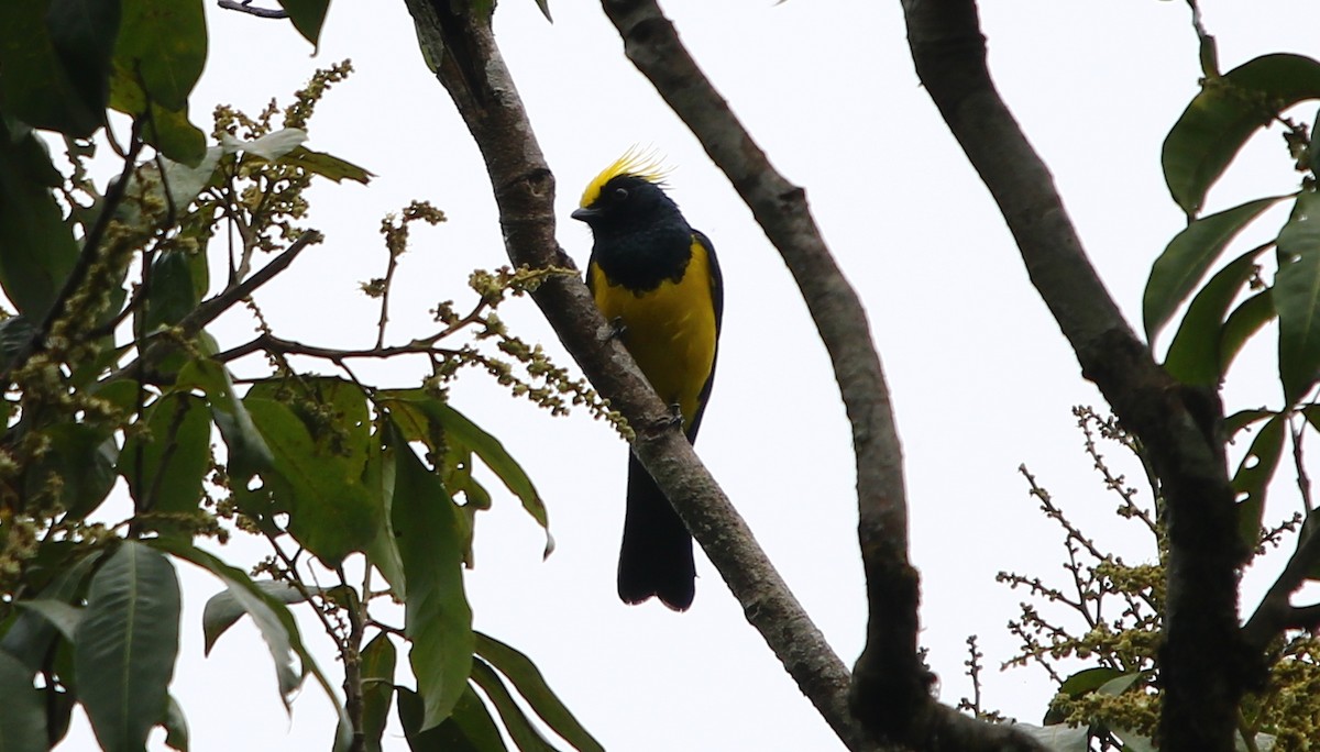 Sultan Tit - Bhaarat Vyas