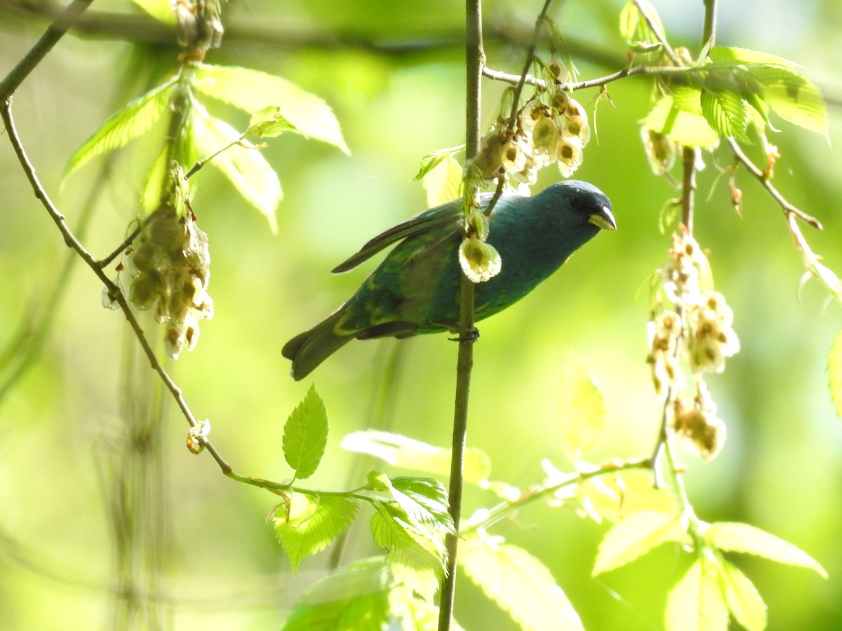 Indigo Bunting - ML159791671