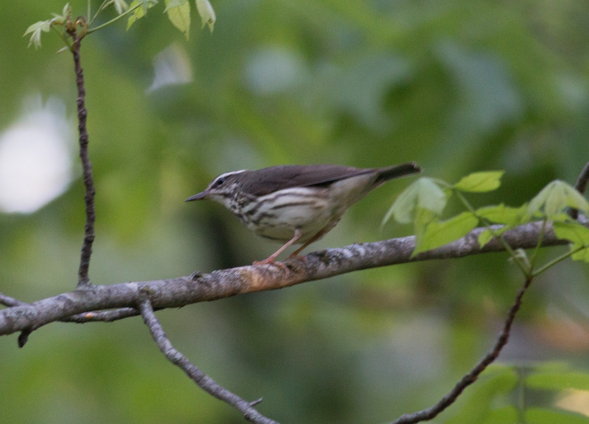 Louisiana Waterthrush - ML159791721
