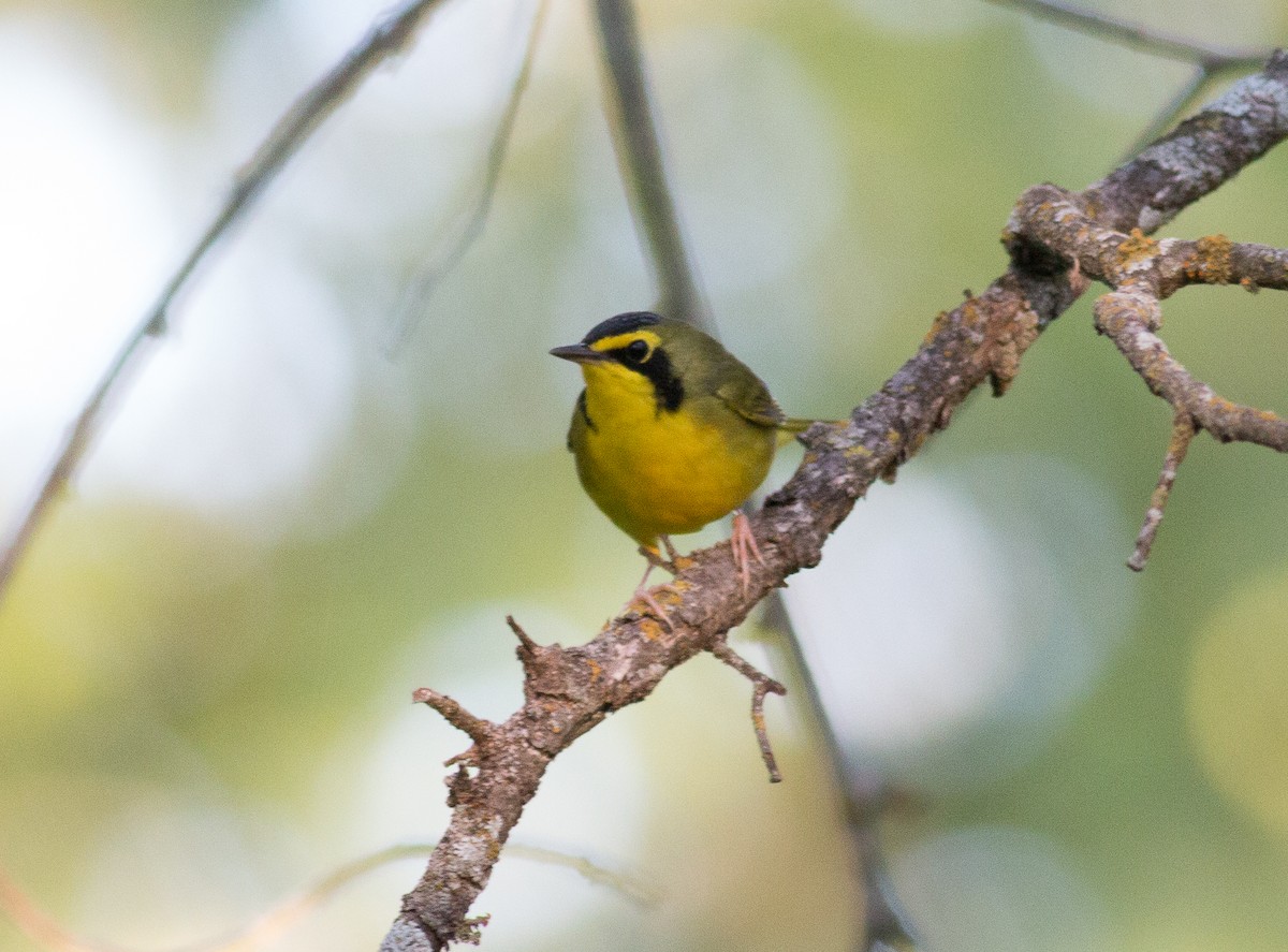 Kentucky Warbler - ML159791741
