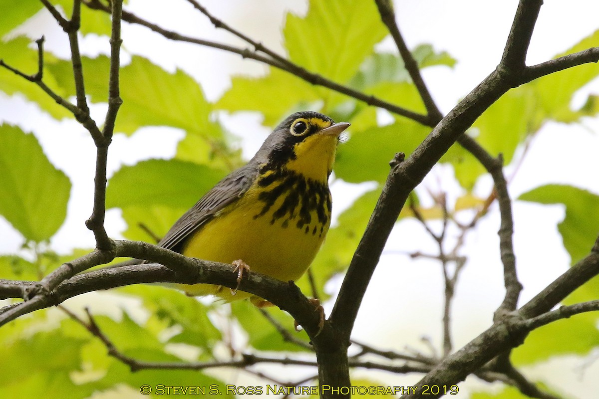 Canada Warbler - ML159792501