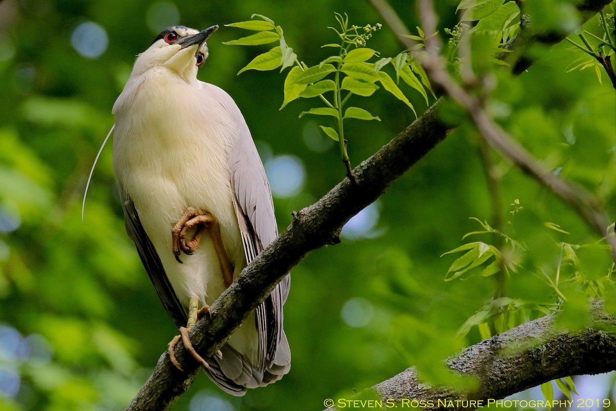 Black-crowned Night Heron - ML159792631