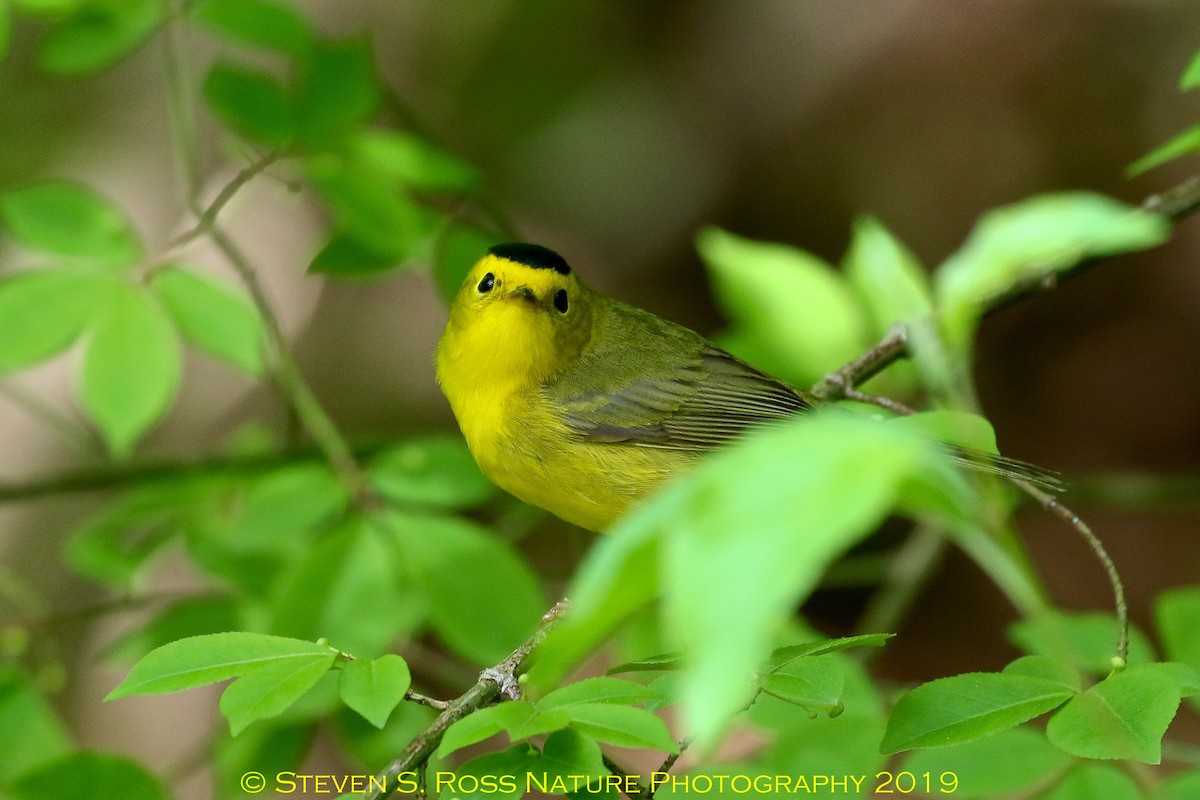 Wilson's Warbler - ML159793041