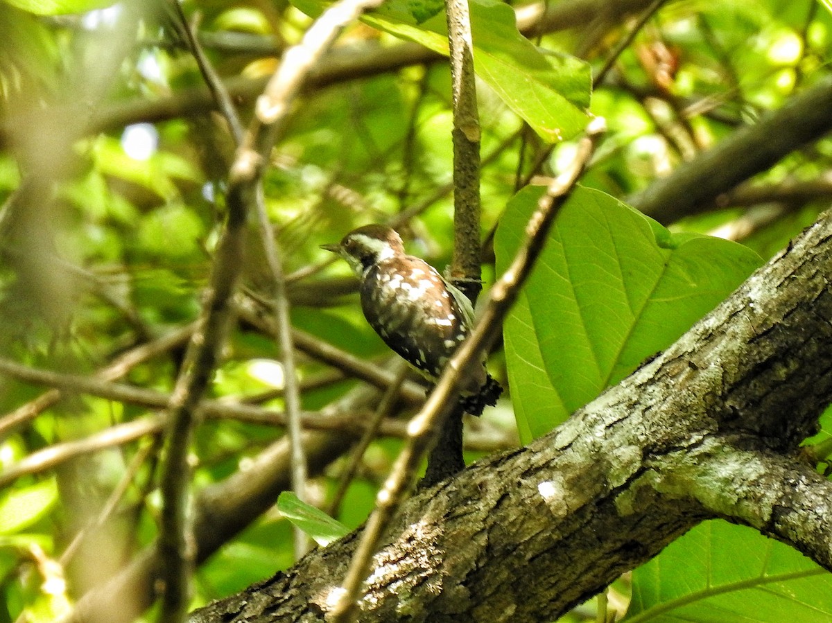Brown-capped Pygmy Woodpecker - ML159795921