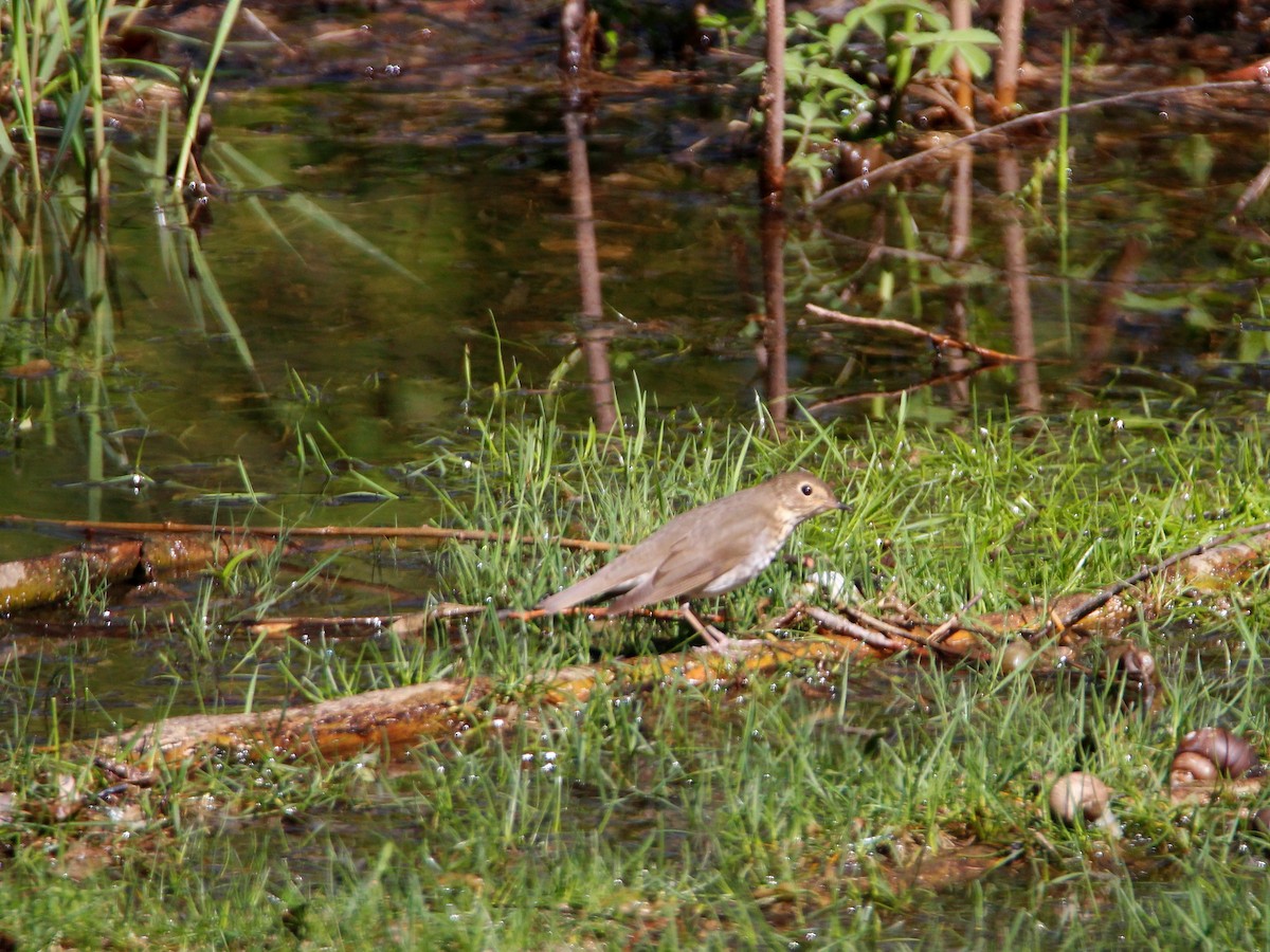Swainson's Thrush - ML159796131