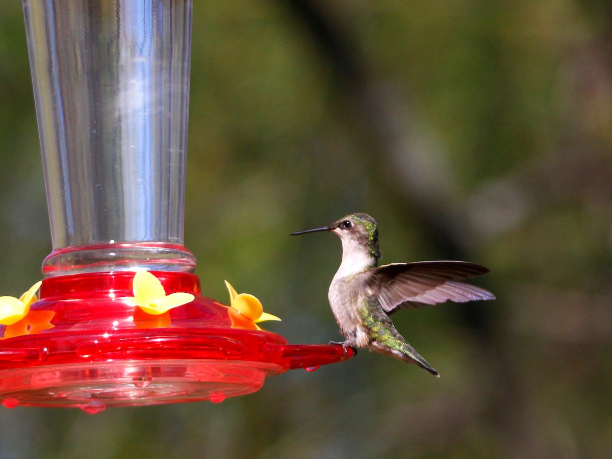 Ruby-throated Hummingbird - ML159796601