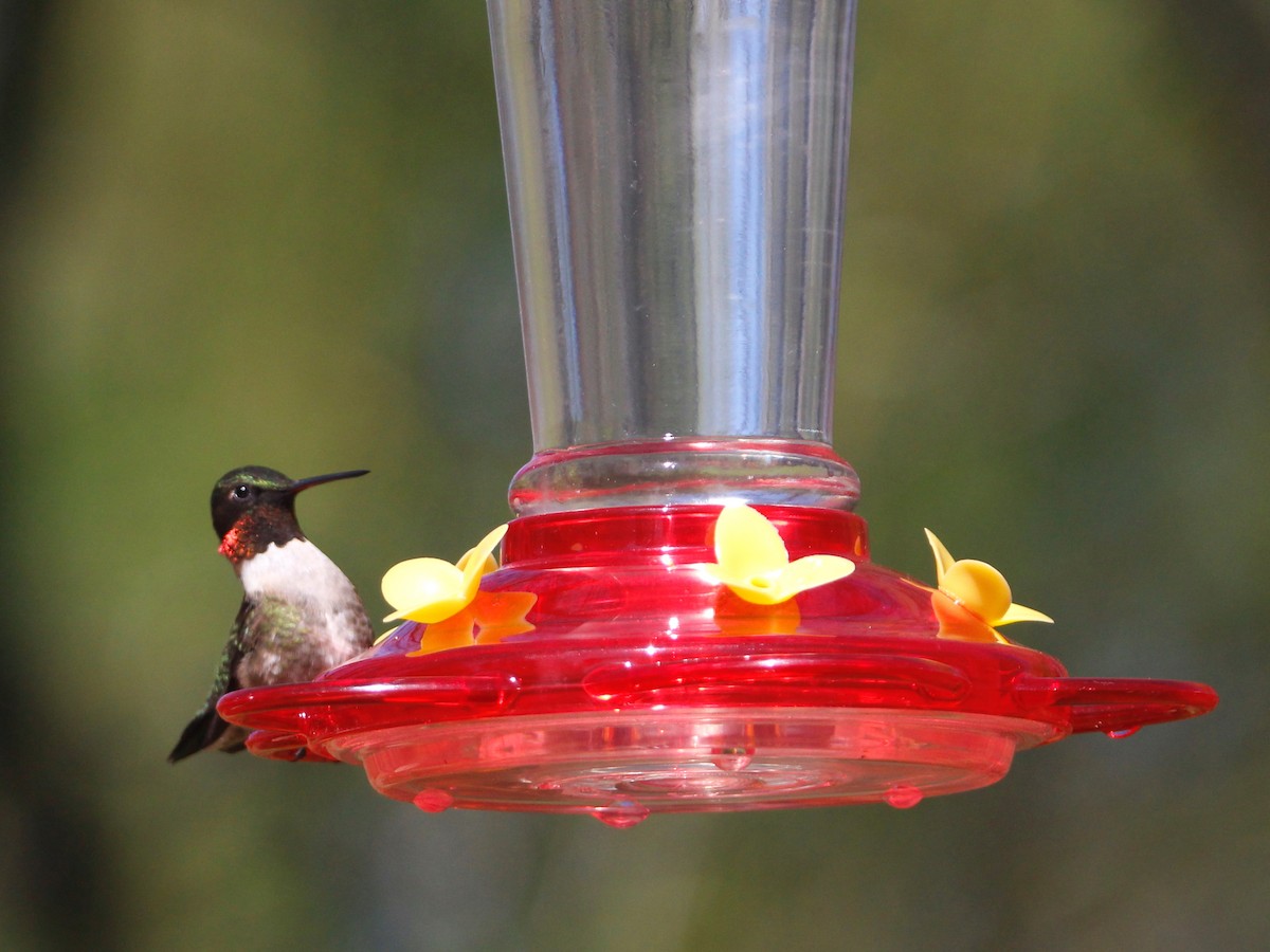 Ruby-throated Hummingbird - ML159796671