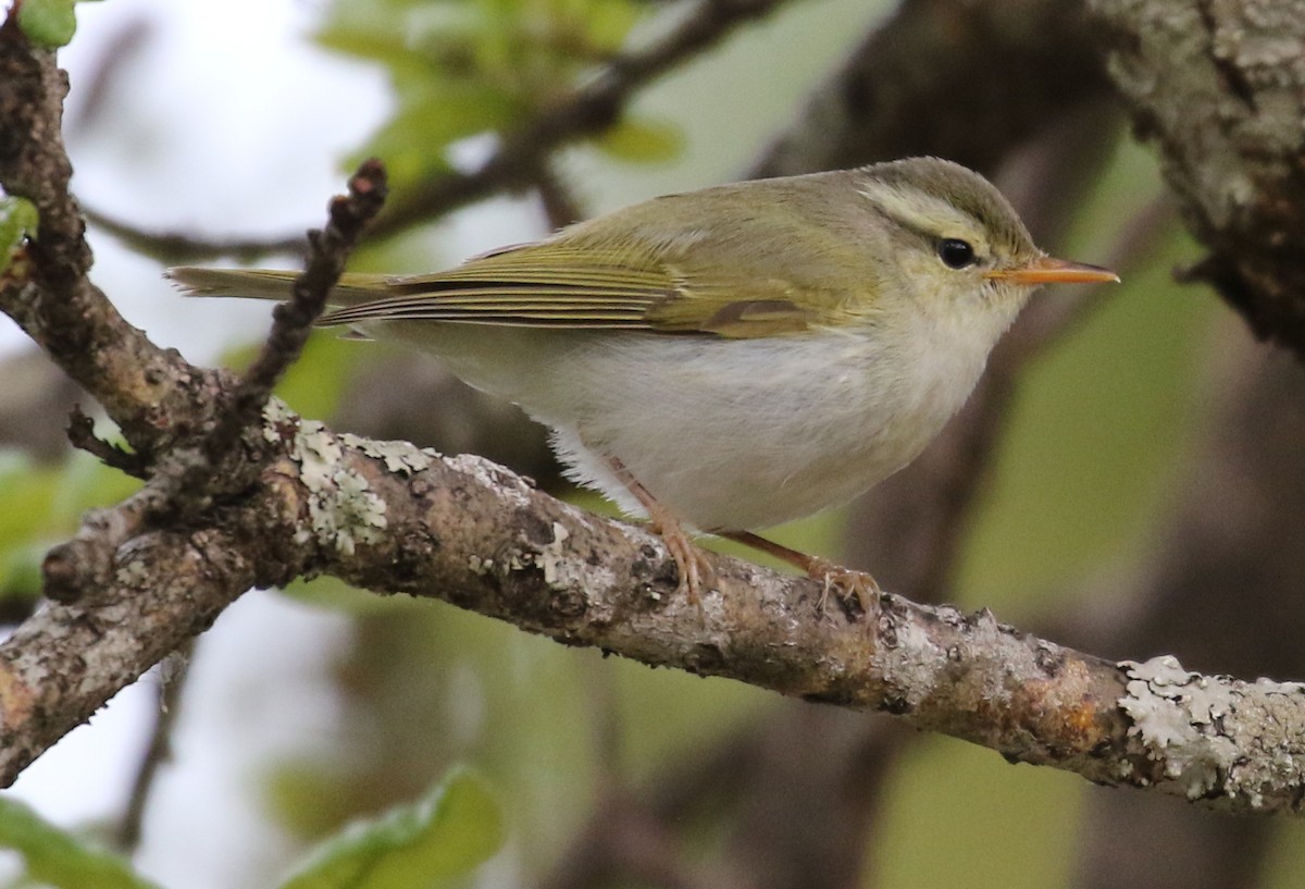 Western Crowned Warbler - Vijaya Lakshmi