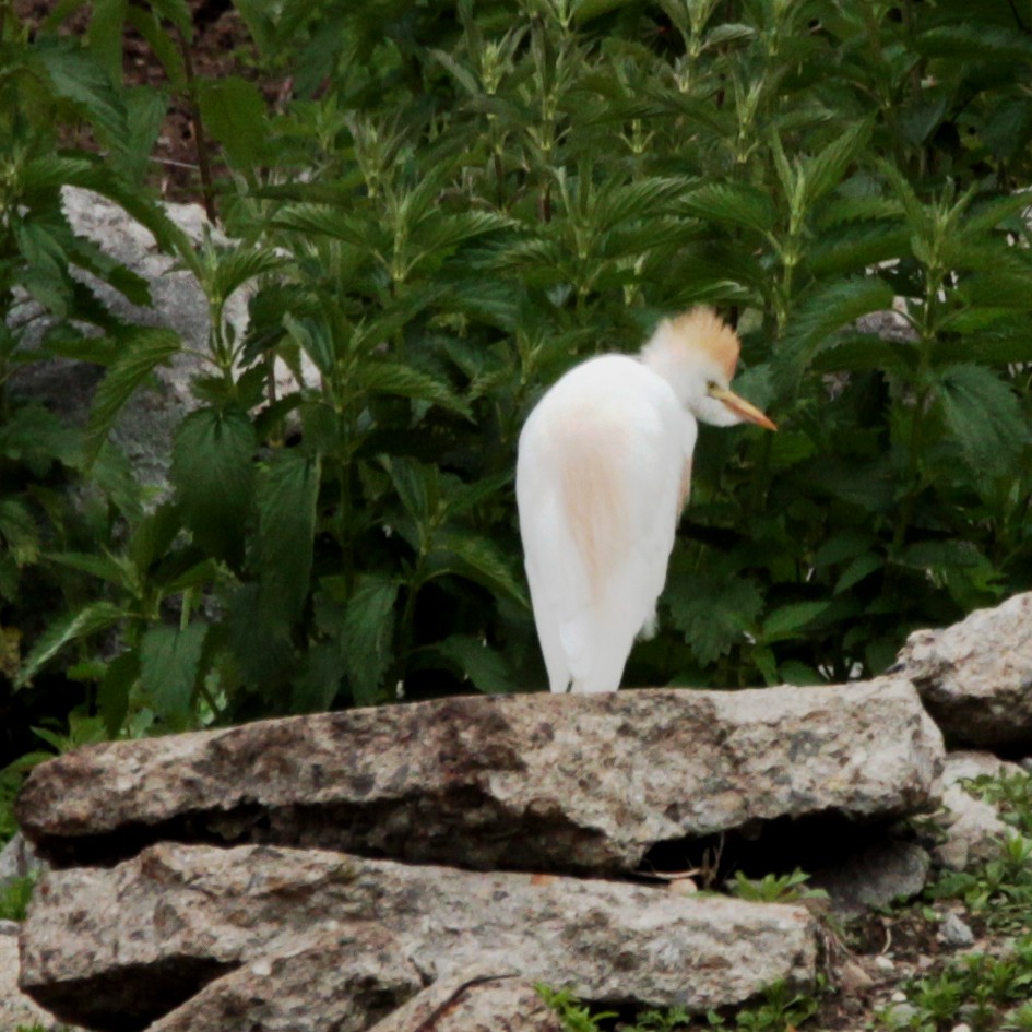 volavka rusohlavá - ML159797311