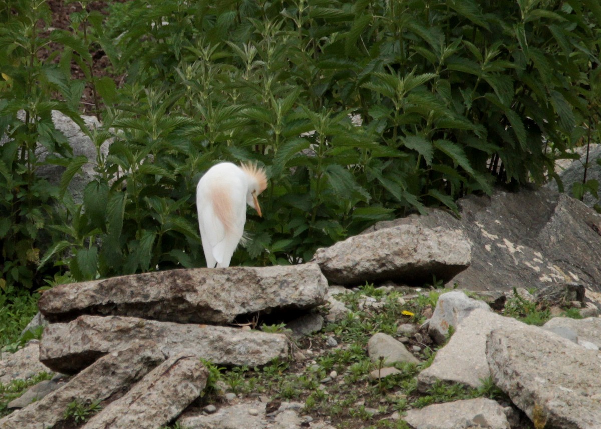 Western Cattle Egret - Christine Sheridan