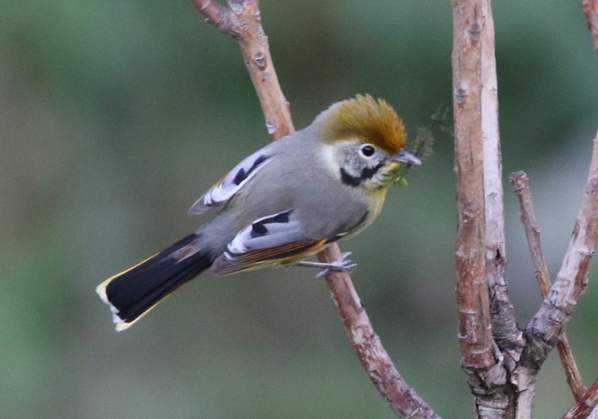 Chestnut-tailed Minla - Vijaya Lakshmi