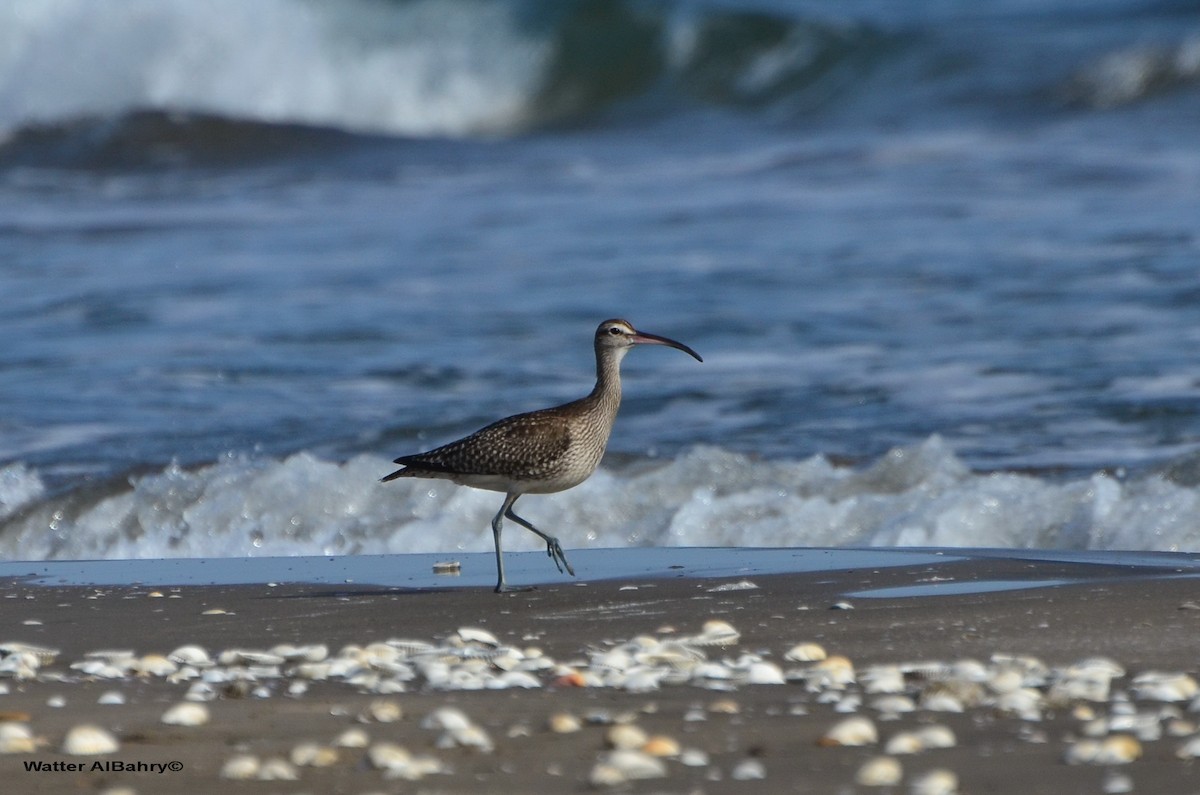 koliha malá (ssp. phaeopus) - ML159797841